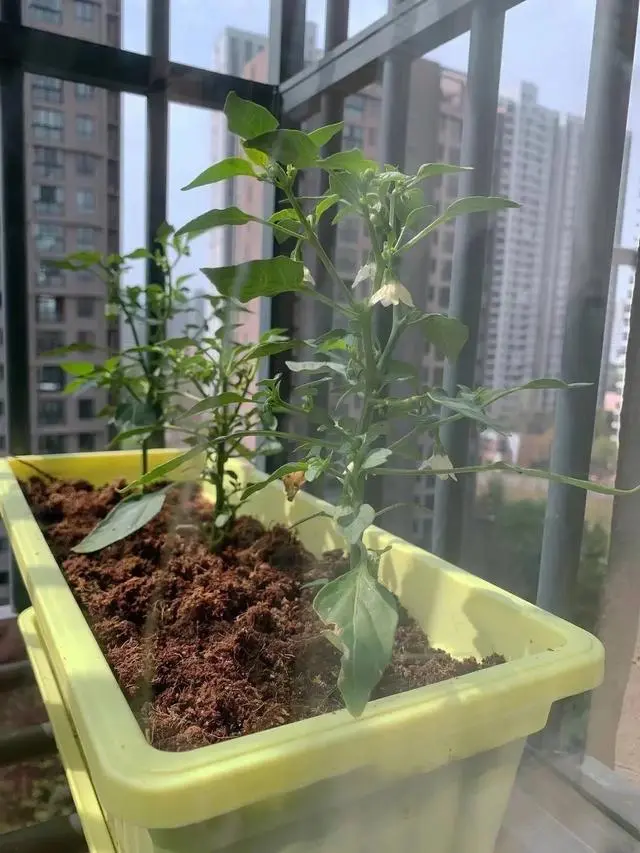 小米辣种植技术视频_小米辣种植视频_小小米辣种植技术