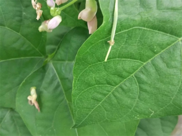 豆角落花落荚