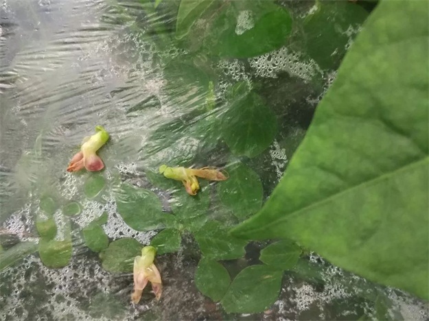豆角落花落荚