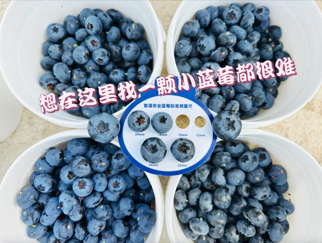成效作物优质推广经验怎么写_优质作物推广成效及经验_推广农作物