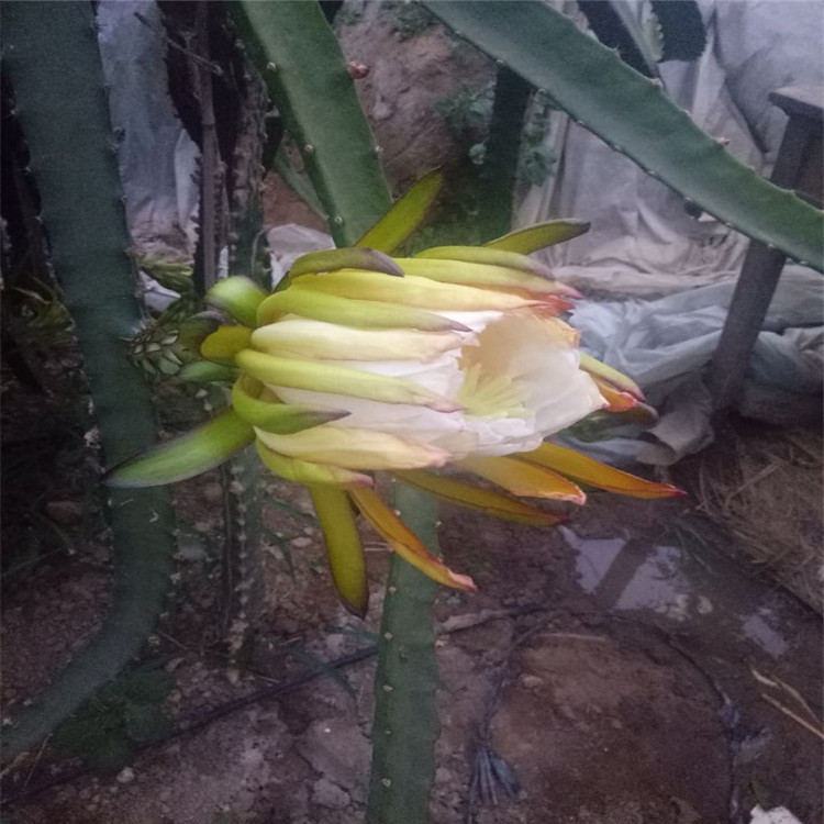 眉山市火龙果盆栽种植方法