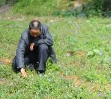 种植桔梗致富_致富种植桔梗图片_致富种植桔梗视频