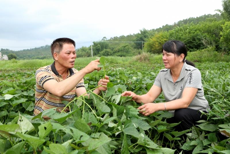 江西省种植什么农作物_江西种植什么致富_江西农村种植什么最赚钱
