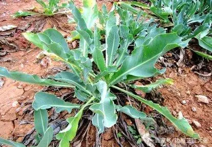 江西种地_江西种植什么致富_江西种植基地