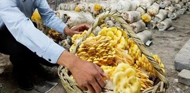 农村种植致富_农民种植啥致富_农民种地致富