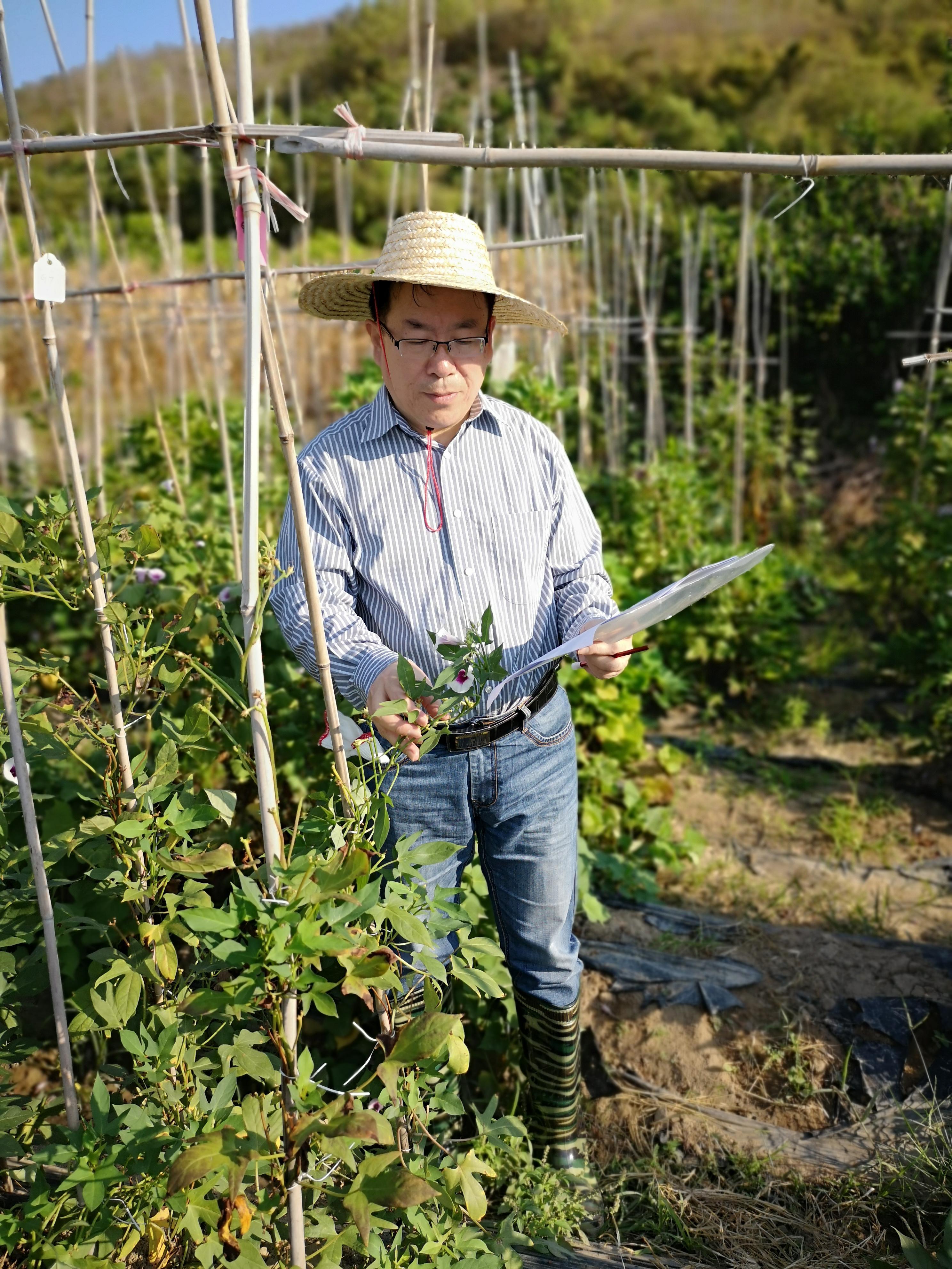甘薯种植技术视频_小甘薯种植致富_甘薯种植新技术