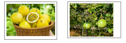 百香果种植技术_种植果香技术要求_果香种类