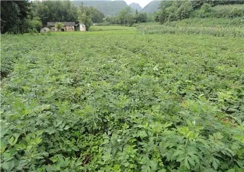 农村种植致富_农民种植啥致富_致富种植农民图片