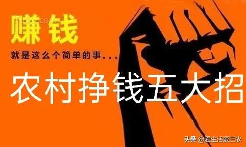 致富经之火鸡_致富经火鸡_火鸡养殖加盟