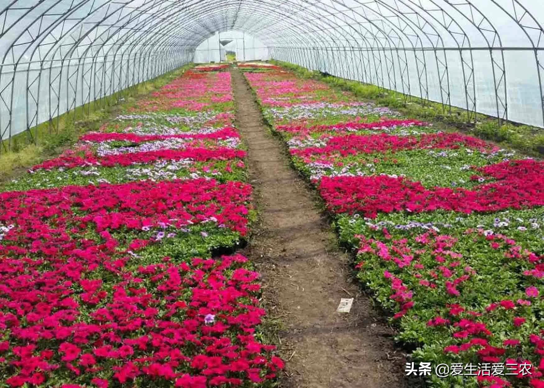 致富经之火鸡_致富经火鸡_火鸡养殖加盟