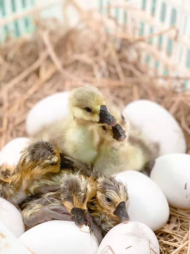 肉鹅的养殖技术_肉鹅的养殖_肉鹅养殖技术要点
