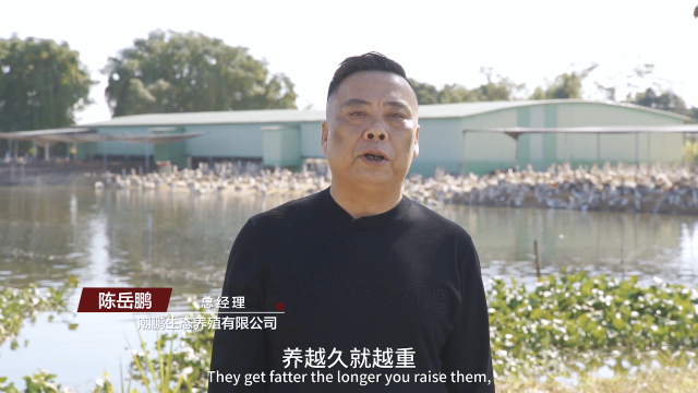 肉鹅的养殖_肉鹅养殖技术要点_肉鹅的养殖技术