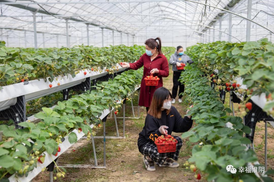 致富经火龙果的视频_致富经火龙果种植视频_致富经火龙果