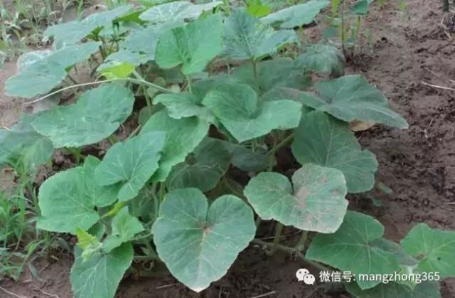 板栗南瓜种植技术和管理_南瓜种植板栗管理技术视频_板栗南瓜种植技术与管理视频