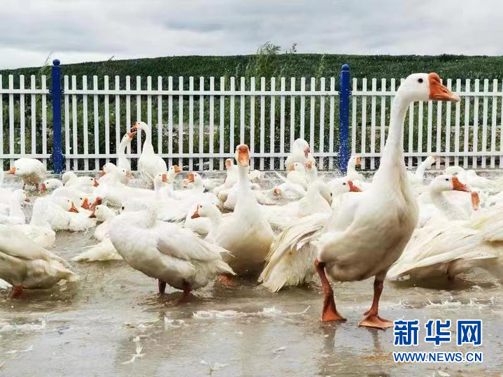 肉鹅的养殖技术_肉鹅养殖技术要点_肉鹅养殖前景怎么样