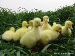 肉鹅的养殖技术_肉鹅的养殖_肉鹅养殖前景怎么样