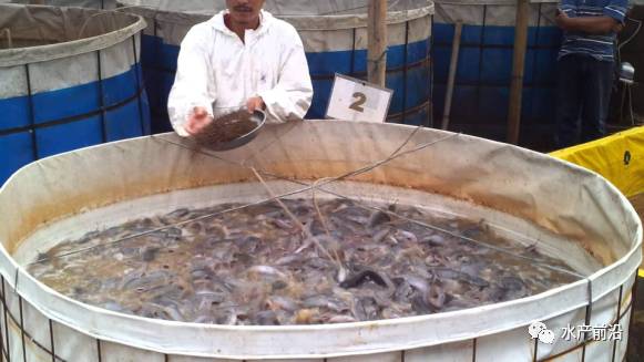 胡子养殖鲶鱼技术要点_胡子鲶鱼养殖技术_胡子养殖鲶鱼技术视频
