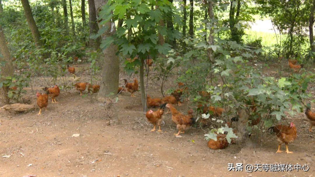 林下养殖的发展前景_致富经林下养殖专题报道_林下生态养殖精准扶贫项目