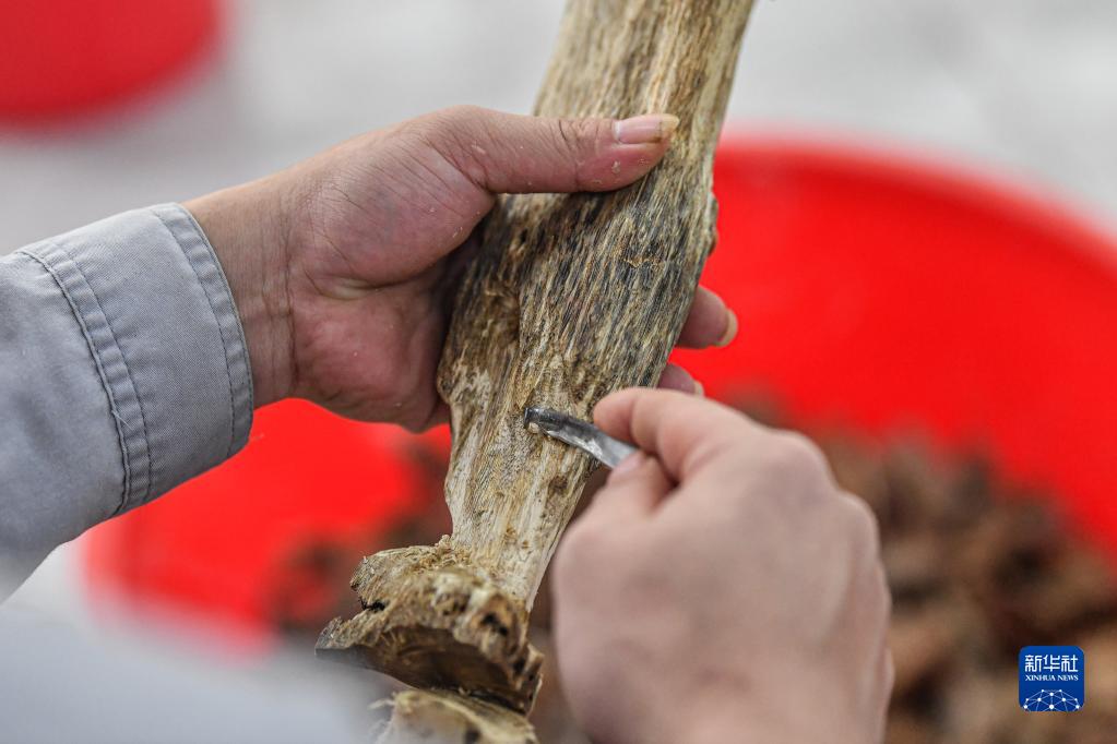 致富云南种植农民树视频_云南种植什么树挣钱_云南农民种植致富树