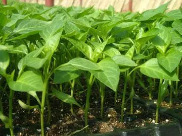 黄皮盆栽怎么种植技术_盆栽黄皮怎么种植技术_盆栽种植黄皮技术要求