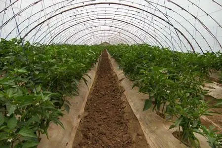 黄皮盆栽怎么种植技术_盆栽种植黄皮技术要求_盆栽黄皮怎么种植技术