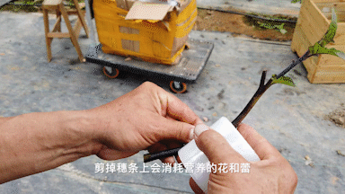辣椒种植农业树技术要点_辣椒树种植技术视频_农业种植辣椒树技术
