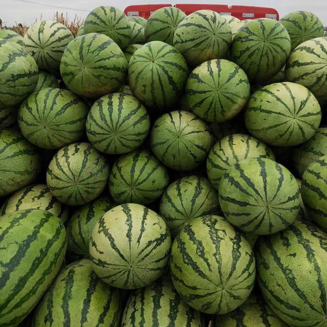 小西瓜吊蔓种植技术_西瓜吊蔓种植技术小结_西瓜吊蔓种植技术视频