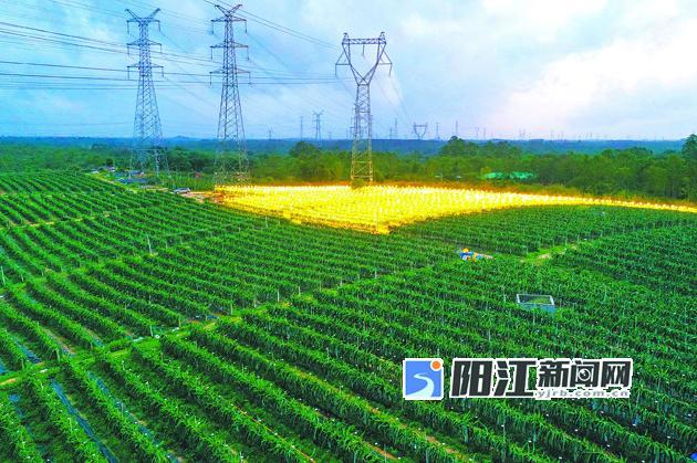 致富经火龙果的视频_致富经火龙果种植视频_致富经种火龙果