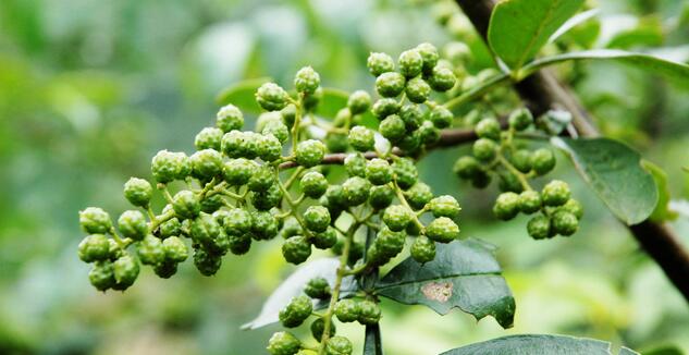 种植35亩青花椒加工干花椒3500公斤，预计收入近30万元！