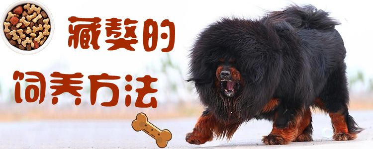 藏獒的饲养方法