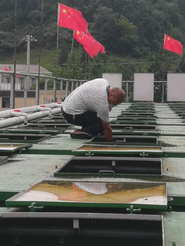 草鱼养殖技术视频高清_养草鱼视频致富经_致富经草鱼养殖视频