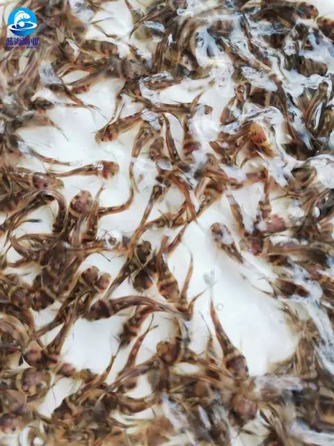 养草鱼视频致富经_致富经草鱼养殖视频_草鱼养殖技术视频高清