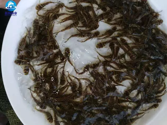 致富经草鱼养殖视频_草鱼养殖技术视频高清_养草鱼视频致富经