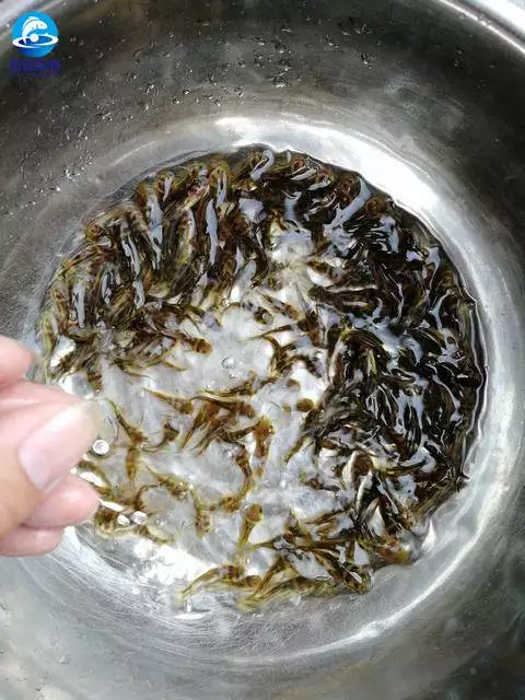 草鱼养殖技术视频高清_养草鱼视频致富经_致富经草鱼养殖视频