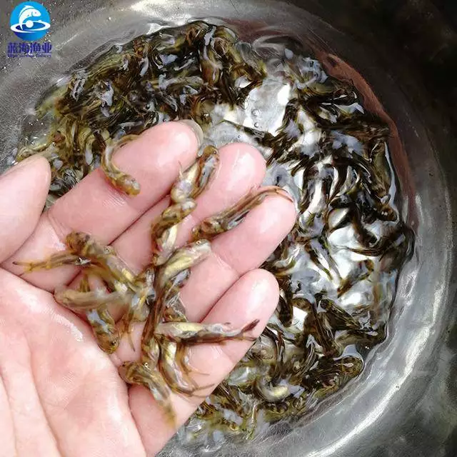 草鱼养殖技术视频高清_致富经草鱼养殖视频_养草鱼视频致富经