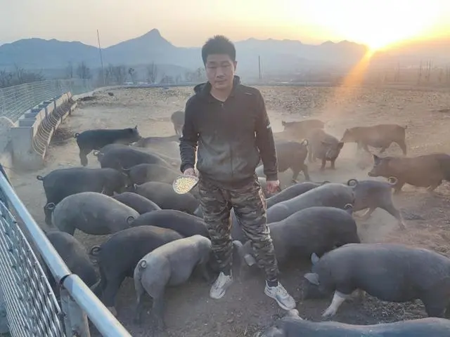 平度小伙返乡创业，承包900亩荒山种树养殖，拍短视频拓销路成网红