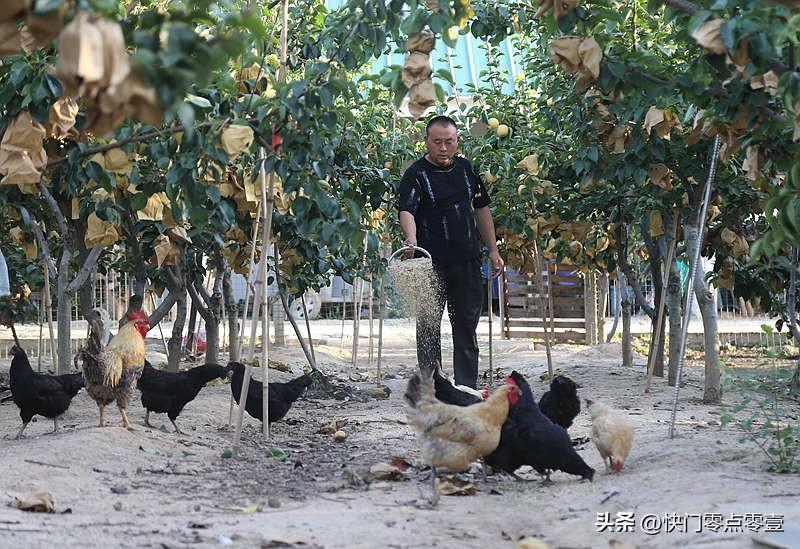 养草鱼视频致富经_养草鱼视频致富养鱼_致富经草鱼养殖视频
