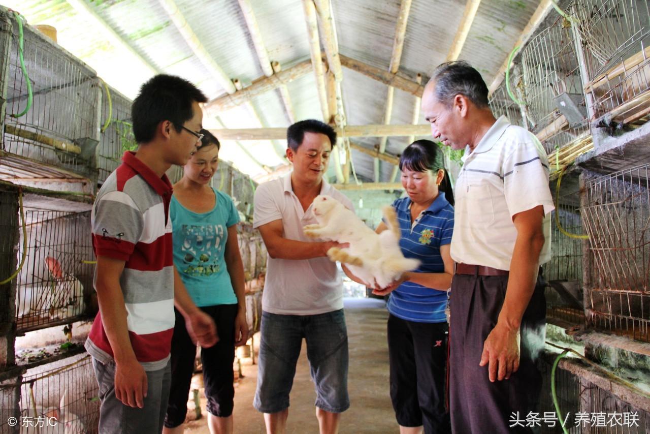 养殖兔子需要的技术_养殖兔子都需要办什么手续_养殖兔子技术需要什么条件