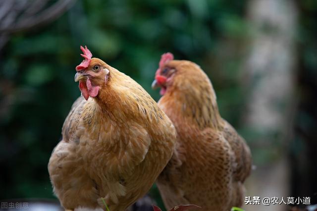 农村致富养殖什么好（农村养殖业致富项目很赚钱）