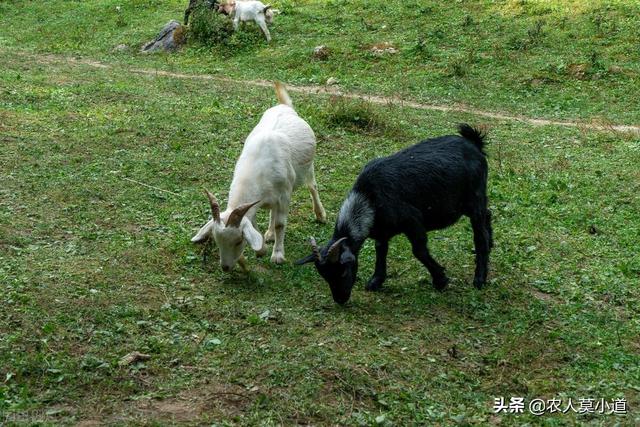 农村致富养殖什么好（农村养殖业致富项目很赚钱）