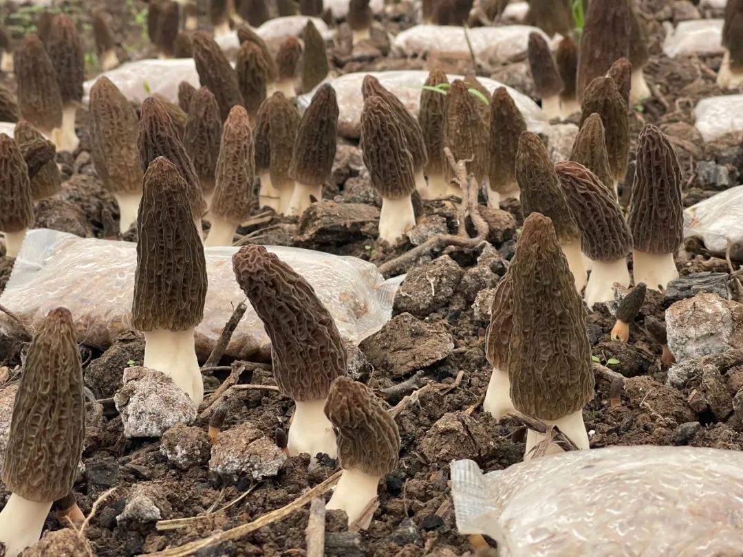池州蔬菜种植基地_池州药材种植_池州种植致富项目