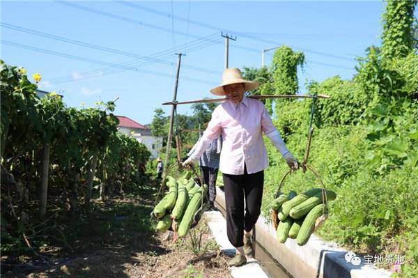 池州种植致富项目_池州适合种植什么水果_池州蔬菜种植基地