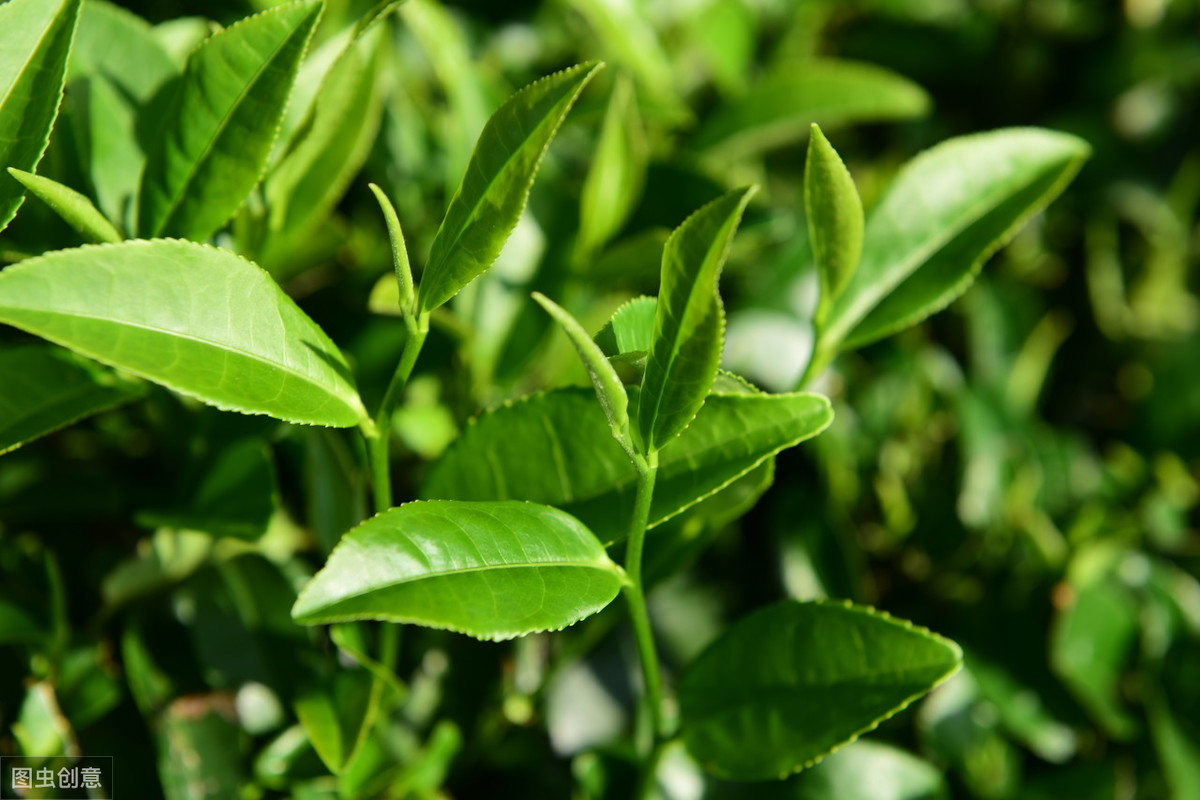 茶叶致富经_茶叶怎么种植致富_种植茶叶赚钱吗