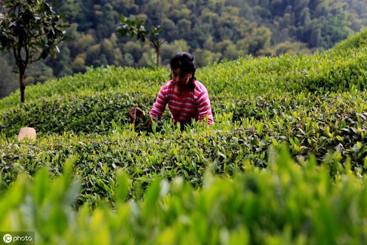 茶叶怎么种植致富_种植茶叶赚钱吗_茶叶致富经