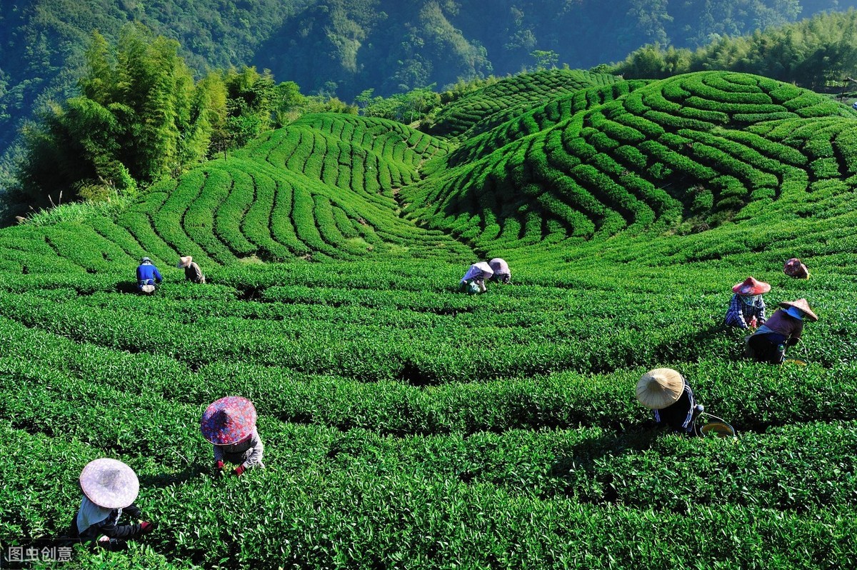 茶叶致富经_茶叶怎么种植致富_种植茶叶赚钱吗