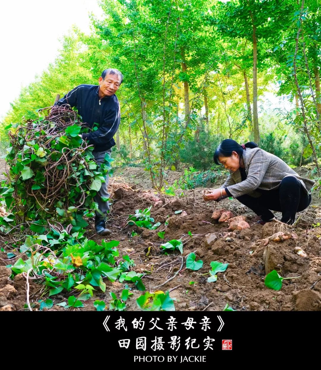 夏油葵种植技术视频_种油葵机器_油葵种植