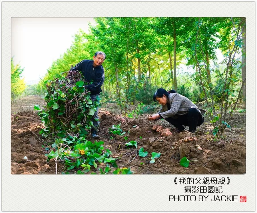 种油葵机器_夏油葵种植技术视频_油葵种植