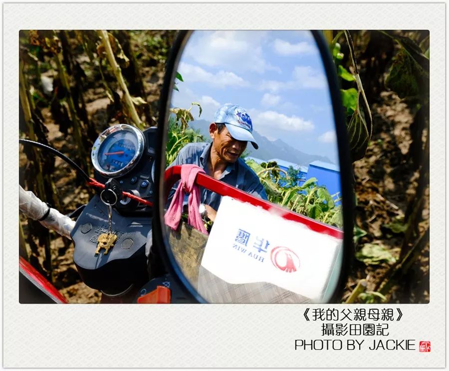 夏油葵种植技术视频_种油葵机器_油葵种植