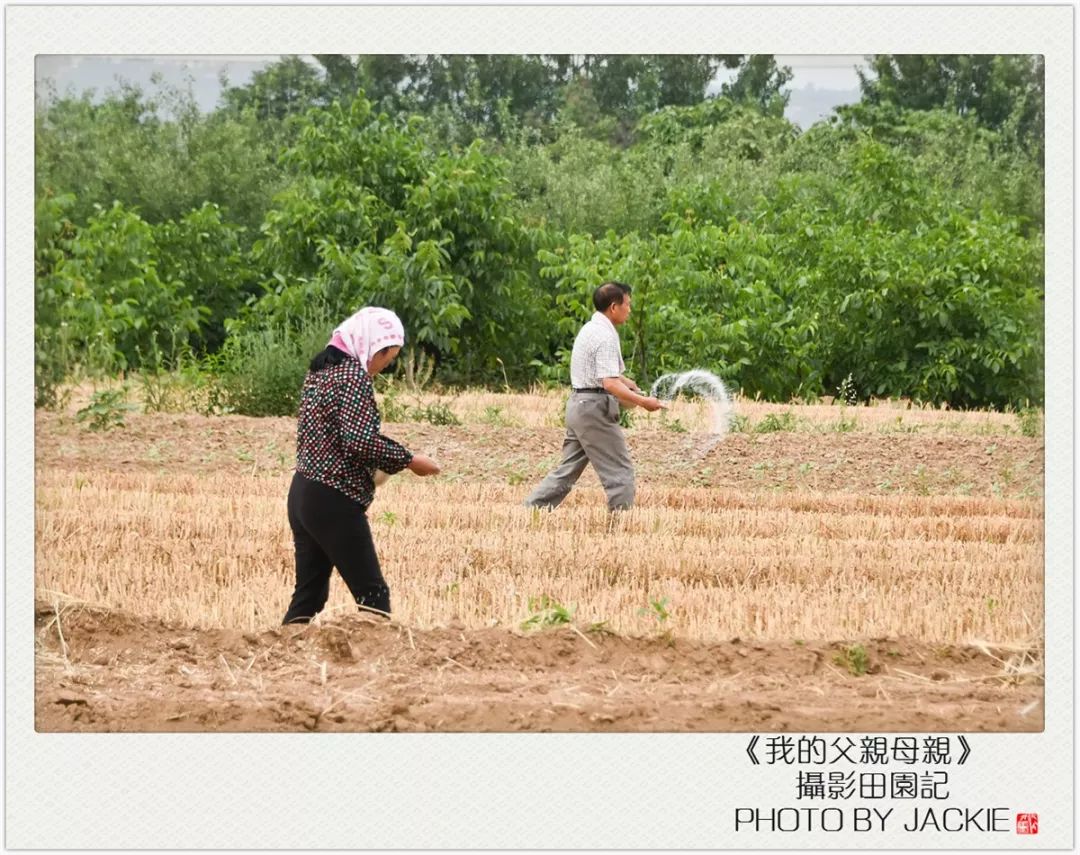 种油葵机器_油葵种植_夏油葵种植技术视频