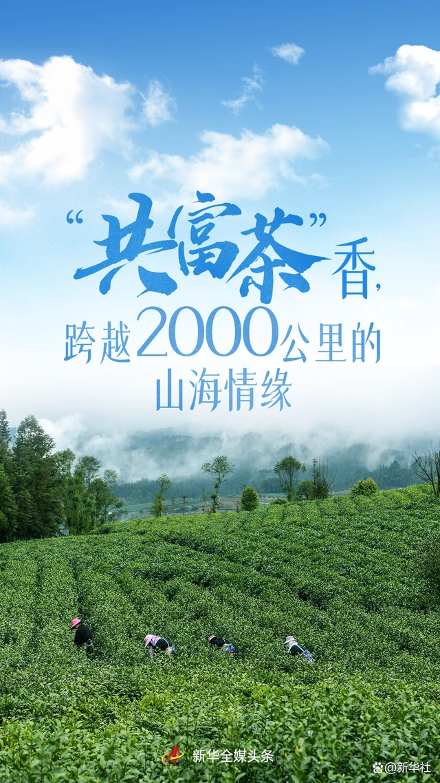 致富茶叶种植视频_致富茶叶种植方法_茶叶怎么种植致富
